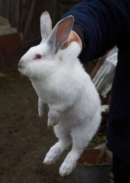Big White Rabbit High Quality Photo — Stock Photo, Image
