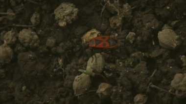 Kundakçı böcekler Pyrrhocoris Apterus yerde. Vahşi doğada ilkbahar. Kırmızı Benekli Sırtlı Böcekler. Güzel Vahşi Doğa. Yüksek kalite 4k görüntü