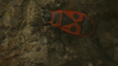 Kundakçı böcekler Pyrrhocoris Apterus yerde. Vahşi doğada ilkbahar. Kırmızı Benekli Sırtlı Böcekler. Güzel Vahşi Doğa. Yüksek kalite 4k görüntü