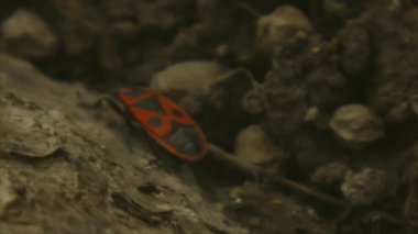 Kundakçı böcekler Pyrrhocoris Apterus yerde. Vahşi doğada ilkbahar. Kırmızı Benekli Sırtlı Böcekler. Güzel Vahşi Doğa. Yüksek kalite 4k görüntü