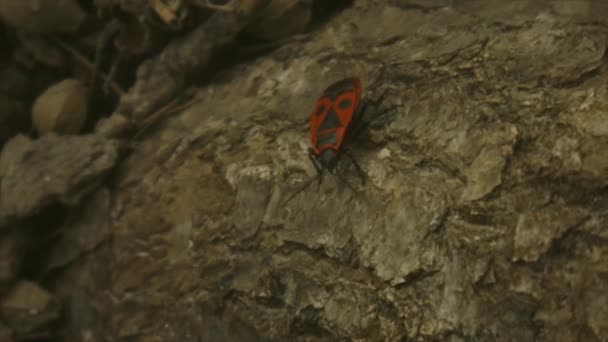 火虫昆虫地面にPyrrocoris Apterus 野生の自然の中で春 赤い斑点のあるビートルズ 美しい野生の自然 高品質4K映像 — ストック動画