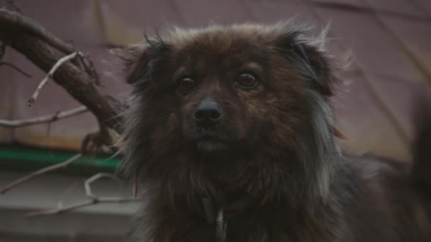 Ένα Σκυλί Ευγενικά Μάτια Στην Αλυσίδα Ευγενικό Αδέσποτο Σκυλί Μαύρο — Αρχείο Βίντεο