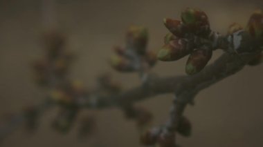 Ağaç tomurcukları. Tomurcuk açan ağaçlar. Ağaç dalları tomurcuklarla kaplıdır. Yüksek kalite 4k görüntü