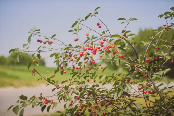 Ağaçta olgun kirazlar. Yüksek kalite fotoğraf