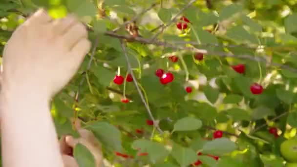 甘いチェリーをピックアップ 枝から拾う新鮮で熟したチェリーの近く 高品質のビデオ — ストック動画