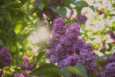 Yeşil arka planda güzel leylak çiçekleri dalları, doğal bahar arkaplanı, yumuşak seçici odak. Yüksek kalite fotoğraf. Yüksek kalite fotoğraf