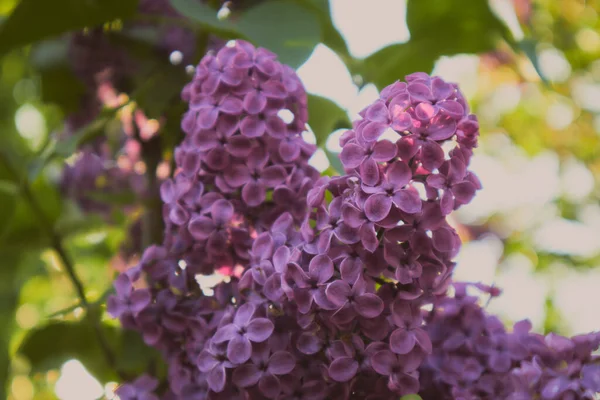 Vackra Lila Blommor Gren Grön Bakgrund Naturlig Våren Bakgrund Mjuk — Stockfoto