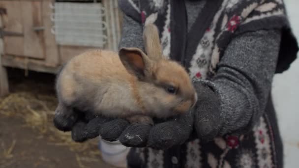 腕に座っている小さなふわふわの茶色のウサギ 高品質の4K映像 — ストック動画