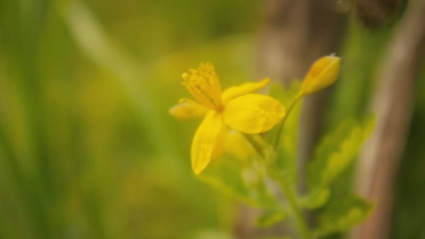 Красива Жовта Квітка Крупним Планом Сонячний День Літні Трав Яні — стокове відео