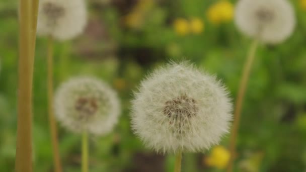 Macro Shot Dandelion Imagens Alta Qualidade — Vídeo de Stock