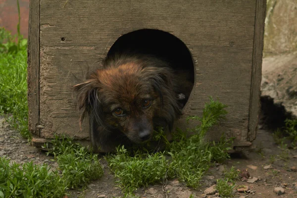 Anjing Yang Setia Dengan Mata Yang Ekspresif Anjing Yang Sedih — Stok Foto