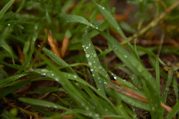 Szép Zöld Vízcseppekkel Egy Esős Napon Kiváló Minőségű Fénykép — Stock Fotó