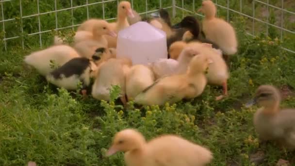 Bir Grup Güzel Sevimli Sarı Ördek Yavrusu Çimlerin Üzerinde Içiyor — Stok video