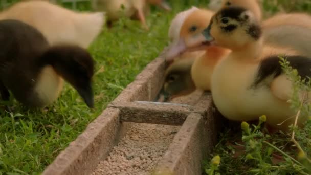 一群美丽可爱的黄鸭在草地上吃草 高质量的4K镜头 — 图库视频影像