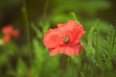 Arka planda kırmızı gelincik çiçekleri. Yüzeyin derinliği. Yüksek kalite fotoğraf