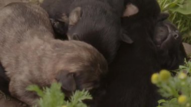 Yeni doğmuş yavrular birlikte yatarlar. Kör yavrular uyuyor. Küçük komik köpek yavruları. Yüksek kalite 4k görüntü