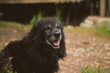 Cocker köpek portresi. Yüksek kalite fotoğraf
