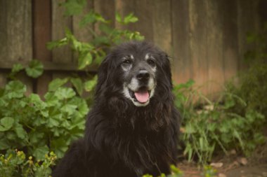 Cocker köpek portresi. Yüksek kalite fotoğraf