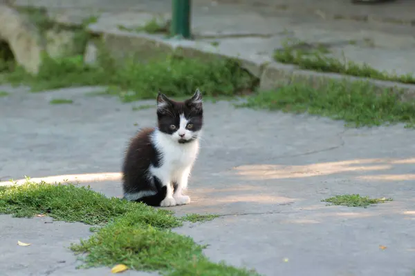 Küçük bir kedi yavrusu oturuyor. Yüksek kalite fotoğraf