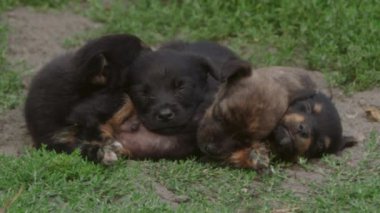 Birkaç küçük köpek yavrusu yeşil çimlerin üzerinde uyuyor. Yüksek kalite 4k görüntü