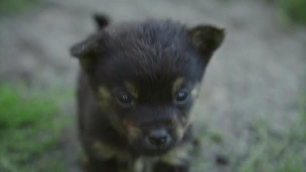 Yakından Sevimli Köpek Yavrusu Kameraya Yakından Bakıyor — Stok video