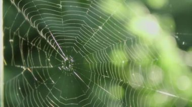 Sabah güneşinde ışıldayan örümcek ağı. Yüksek kalite 4k görüntü