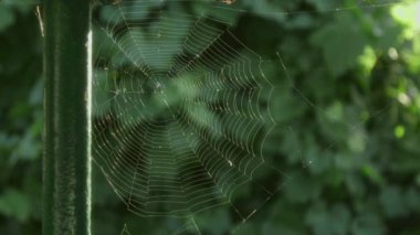 Sabah güneşinde ışıldayan örümcek ağı. Yüksek kalite 4k görüntü