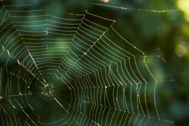 Sabah güneşinde ışıldayan örümcek ağı