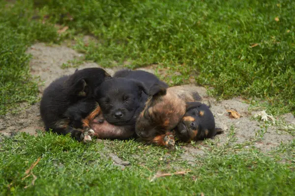Birkaç küçük köpek yavrusu yeşil çimlerin üzerinde uyuyor.