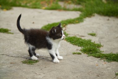 Kedi korkmuştu ve çömelmişti. Yüksek kalite fotoğraf