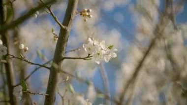 Mavi gökyüzü ve kiraz çiçeği. Yüksek kalite 4k görüntü