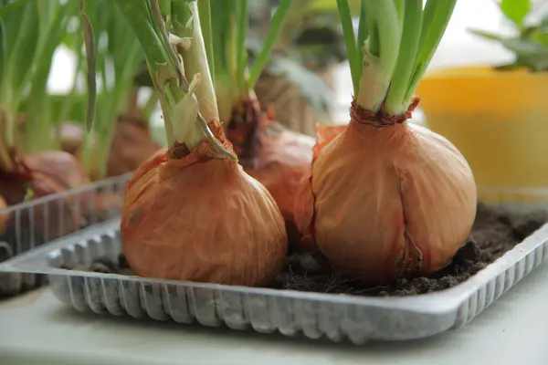 Plastik bir kabın içinde yeşil yapraklar filizlenen taze soğanlar. Ev yapımı sebzeler, organik bahçe işleri ve sürdürülebilir tarım. Doğal ışıklandırmayla yakın çekim, büyüme ve doku gösteriyor.