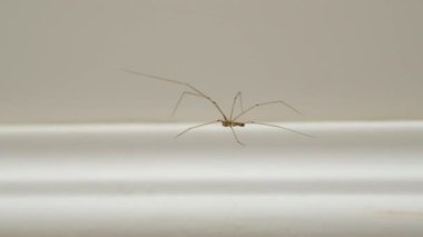 Evde bir örümcek var. Kavram: Kirli oda