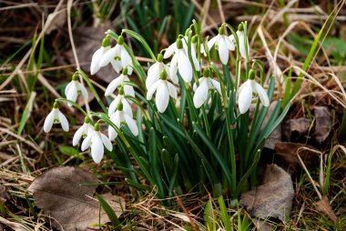 Baharın başlarında, Letonya 'da bahçede çiçek açan bir beyaz kar damlası (Galanthus) kümesi. Kuru çimenler ve düşen yapraklarla çevrili çiçekler.