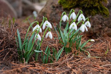 Baharın başlarında, Letonya 'da bahçede çiçek açan bir beyaz kar damlası (Galanthus) kümesi. Kuru çimenler ve düşen yapraklarla çevrili çiçekler.