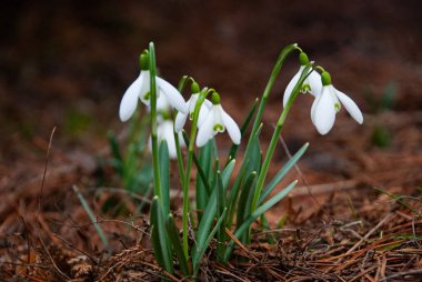 Baharın başlarında, Letonya 'da bahçede çiçek açan bir beyaz kar damlası (Galanthus) kümesi. Kuru çimenler ve düşen yapraklarla çevrili çiçekler.