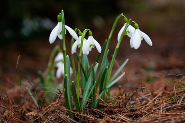 Baharın başlarında, Letonya 'da bahçede çiçek açan bir beyaz kar damlası (Galanthus) kümesi. Kuru çimenler ve düşen yapraklarla çevrili çiçekler.