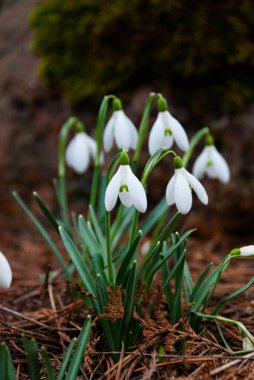 Baharın başlarında, Letonya 'da bahçede çiçek açan bir beyaz kar damlası (Galanthus) kümesi. Kuru çimenler ve düşen yapraklarla çevrili çiçekler.