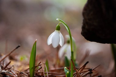Baharın başlarında, Letonya 'da bahçede çiçek açan bir beyaz kar damlası (Galanthus) kümesi. Kuru çimenler ve düşen yapraklarla çevrili çiçekler.