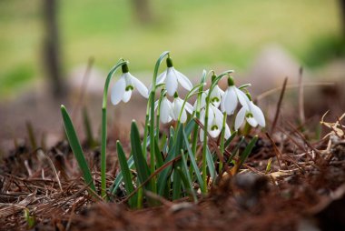 Baharın başlarında, Letonya 'da bahçede çiçek açan bir beyaz kar damlası (Galanthus) kümesi. Kuru çimenler ve düşen yapraklarla çevrili çiçekler.