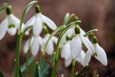 Baharın başlarında, Letonya 'da bahçede çiçek açan bir beyaz kar damlası (Galanthus) kümesi. Kuru çimenler ve düşen yapraklarla çevrili çiçekler.