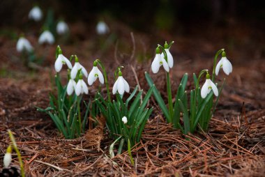 Baharın başlarında, Letonya 'da bahçede çiçek açan bir beyaz kar damlası (Galanthus) kümesi. Kuru çimenler ve düşen yapraklarla çevrili çiçekler.