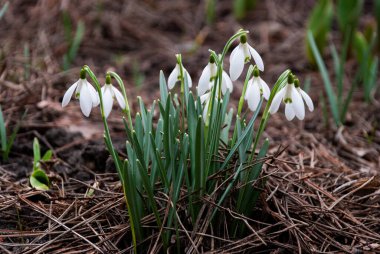 Baharın başlarında, Letonya 'da bahçede çiçek açan bir beyaz kar damlası (Galanthus) kümesi. Kuru çimenler ve düşen yapraklarla çevrili çiçekler.