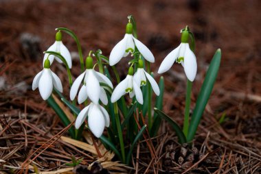 Baharın başlarında, Letonya 'da bahçede çiçek açan bir beyaz kar damlası (Galanthus) kümesi. Kuru çimenler ve düşen yapraklarla çevrili çiçekler.
