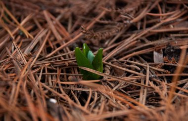 Scilla Siberica, Sibirya Squill 'i ya da Letonya' da baharın başlarında bahçede odun ciyaklaması. Kuru çimenler ve düşen yapraklarla çevrili çiçekler.