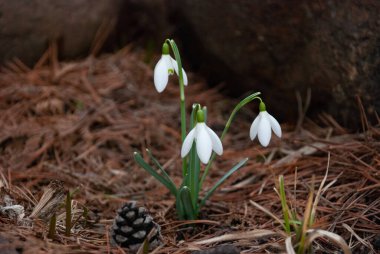 Baharın başlarında, Letonya 'da bahçede çiçek açan bir beyaz kar damlası (Galanthus) kümesi. Kuru çimenler ve düşen yapraklarla çevrili çiçekler.