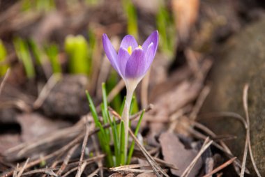 Letonya 'da baharın başlarında bahçede çiçek açan bir crocus tommasinianus çiçeği. Kuru çimenler ve düşen yapraklarla çevrili çiçekler.