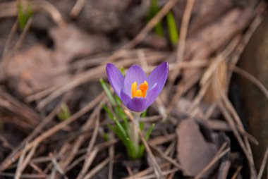 Letonya 'da baharın başlarında bahçede çiçek açan bir crocus tommasinianus çiçeği. Kuru çimenler ve düşen yapraklarla çevrili çiçekler.