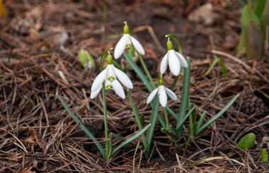 Baharın başlarında, Letonya 'da bahçede çiçek açan bir beyaz kar damlası (Galanthus) kümesi. Kuru çimenler ve düşen yapraklarla çevrili çiçekler.