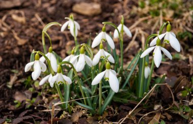 Baharın başlarında, Letonya 'da bahçede çiçek açan bir beyaz kar damlası (Galanthus) kümesi. Kuru çimenler ve düşen yapraklarla çevrili çiçekler.